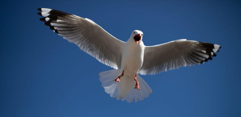 Terrified postmen now wear hardhats to avoid divebombing attacks from seagulls