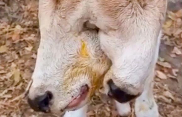 Ultra-rare two-headed cow born terrifies local villagers after ‘genetic defect’