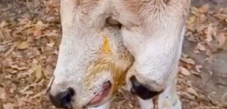 Ultra-rare two-headed cow born terrifies local villagers after ‘genetic defect’