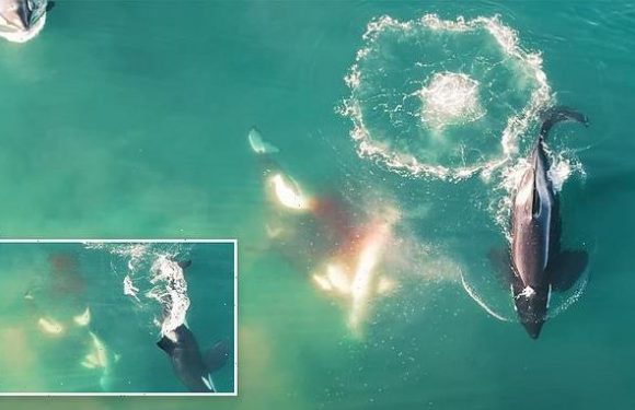 Watch three killer whales hunt 9ft great white shark and eat its liver