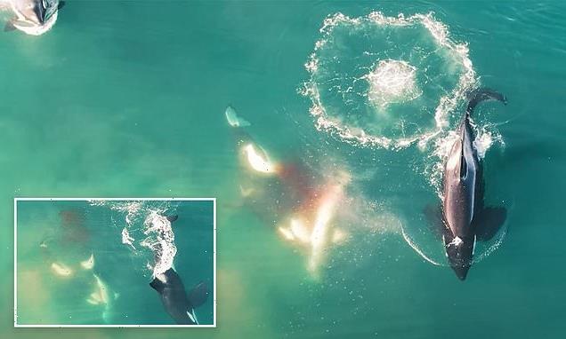 Watch three killer whales hunt 9ft great white shark and eat its liver