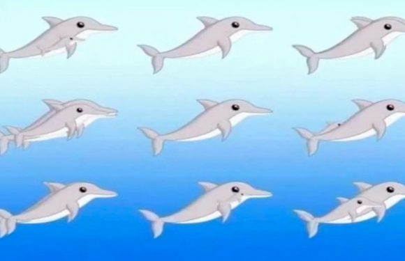 You have a high IQ if you can spot ALL the dolphins hiding in new optical illusion | The Sun