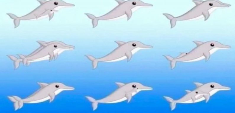 You have a high IQ if you can spot ALL the dolphins hiding in new optical illusion | The Sun