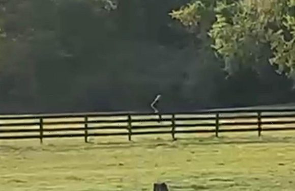 ‘Bigfoot’ spotted on farm as terrified manager quits job and chickens go missing