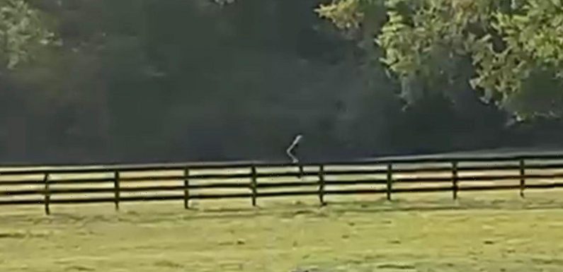 ‘Bigfoot’ spotted on farm as terrified manager quits job and chickens go missing
