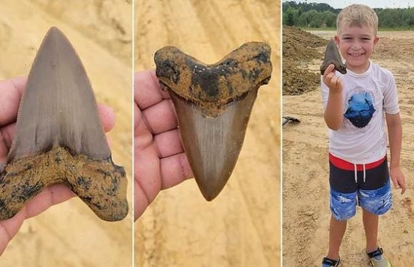 Boy, 8, finds huge tooth from prehistoric shark in South Carolina