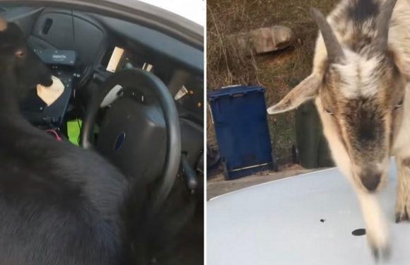 Brazen goats invade police patrol car and gorge on fuming copper’s paperwork