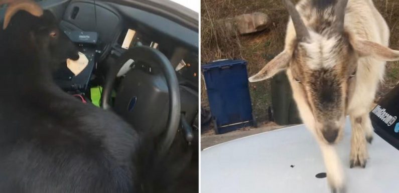 Brazen goats invade police patrol car and gorge on fuming copper’s paperwork