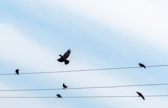 Confused bird blows up power station causing blackouts for 14,000 homes