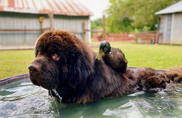 Dog and duck have been best friends for TWO YEARS and refuse to mix with own species