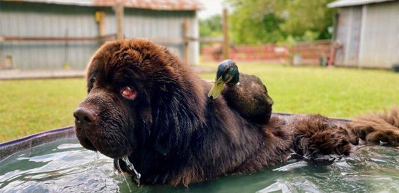 Dog and duck have been best friends for TWO YEARS and refuse to mix with own species