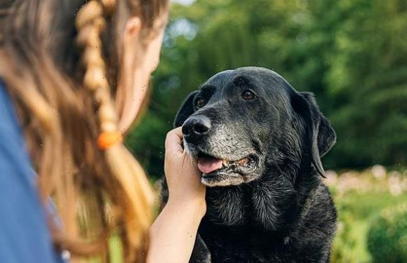 Doggy dementia risk increases by 52% each year after the age of 10