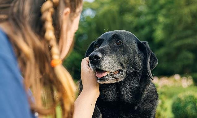 Doggy dementia risk increases by 52% each year after the age of 10
