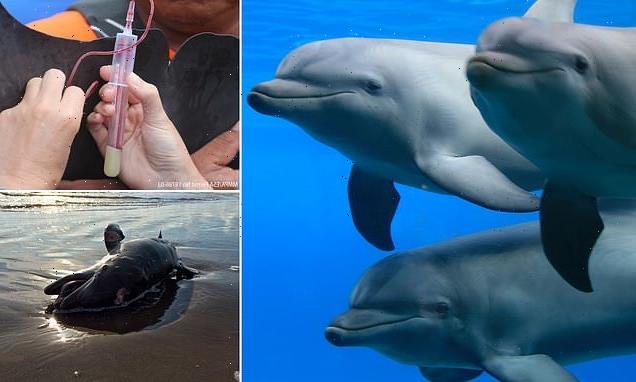 Dolphins show signs of health issues 8 years after Deepwater Horizon