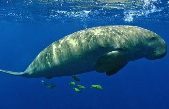 Dugong species is declared 'functionally extinct' in China