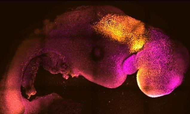Embryo with heart and brain foundation grown from mouse stem cells