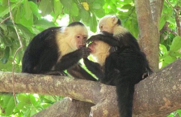 Female monkeys with female friends live LONGER, study reveals