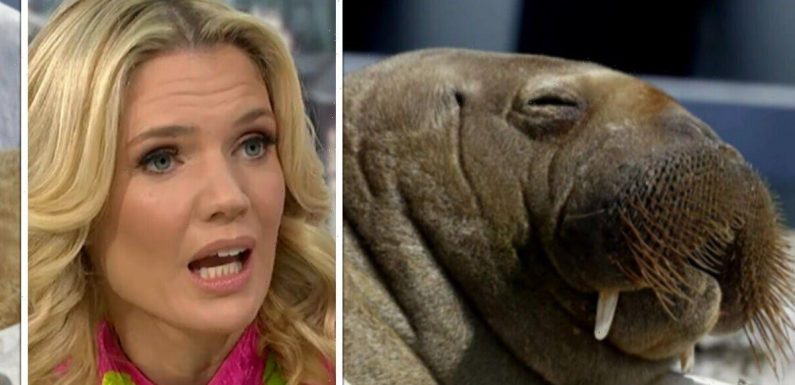 GMB viewers fume as guest defends Freya the Walrus being put down ‘Disgusting mentality’