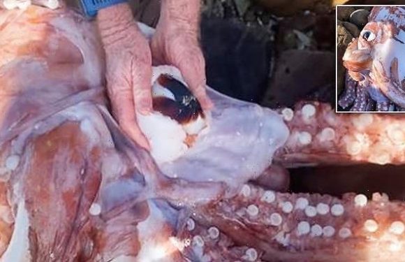 Giant squid with huge eye and fist-sized beak washes up in Cape Town