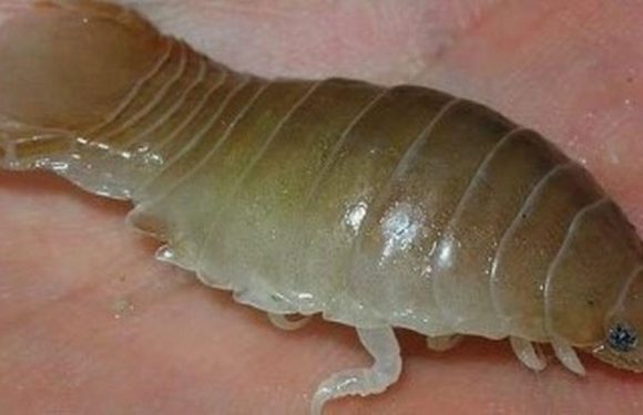 Grim parasite that enters fish’s mouth, eats its tongue and then replaces it