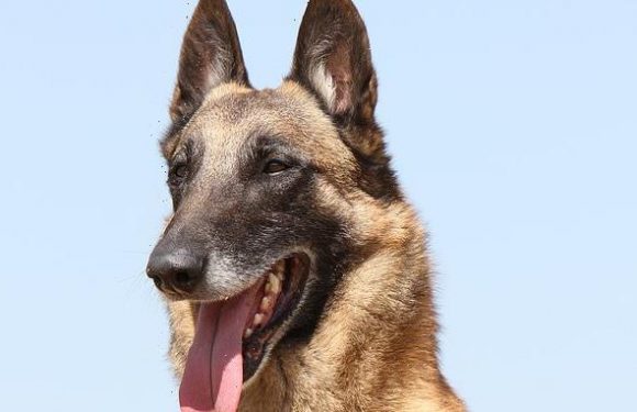 Humans really CAN tell their dog's mood from its facial expression