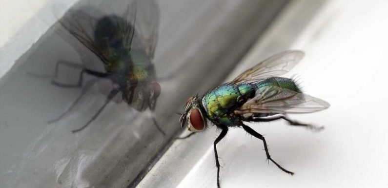 I was tired of flies coming into my house, but I discovered a trick to repel them – & you can keep the windows open | The Sun