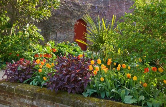 I'm a gardening expert – this is how to get your plants to grow bigger and look healthier in no time | The Sun