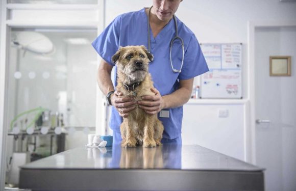 I’m a vet and these are the five common things I would never do with my dog – tennis balls are banned for a start | The Sun