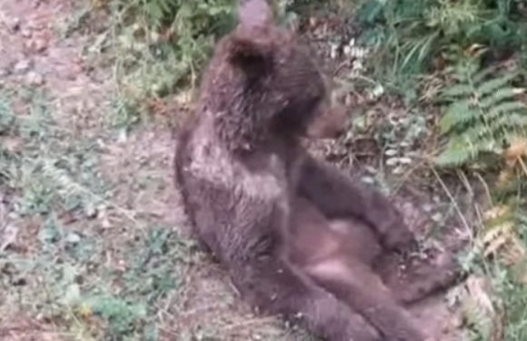 Intoxicated bear cub high on ‘mad honey’ had to be rescued from the forest