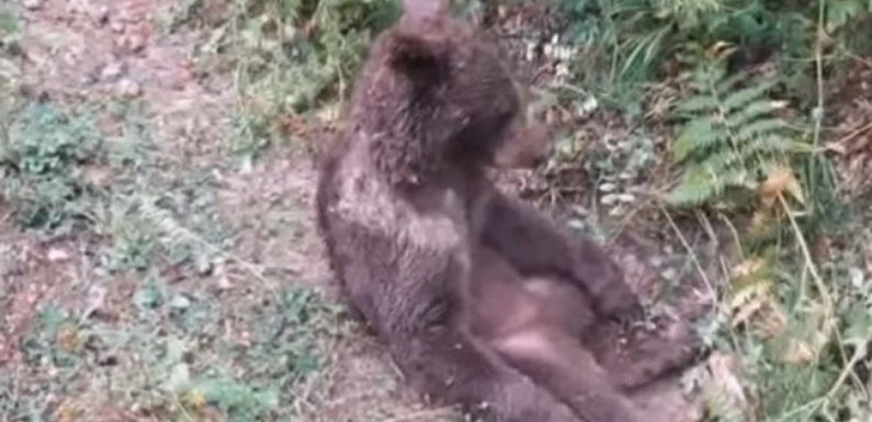 Intoxicated bear cub high on ‘mad honey’ had to be rescued from the forest