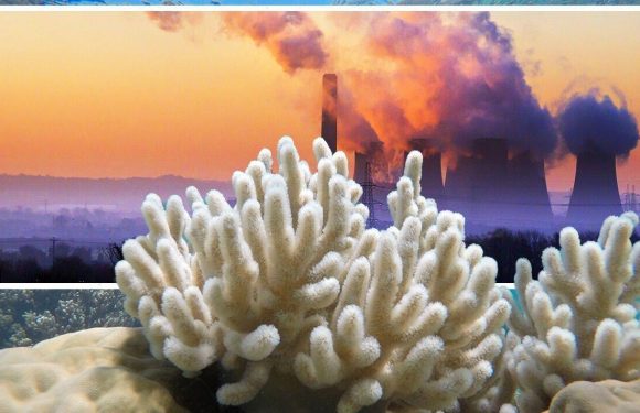 ‘Mass coral bleaching events’ fuel fears climate change will damage ALL reefs