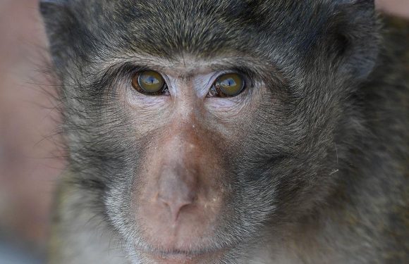 Masturbating monkeys use stones as sex toys but never climax in sanctuary