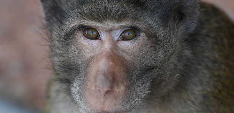 Masturbating monkeys use stones as sex toys but never climax in sanctuary