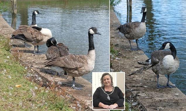 Mayor gets death threats after council votes to KILL geese