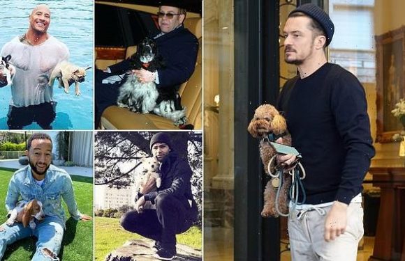 Men are seen as less intimidating when holding small dog than alone