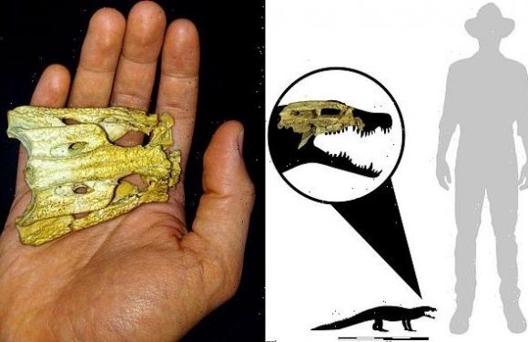 Miniature crocodile roamed Queensland 13.5 million years ago