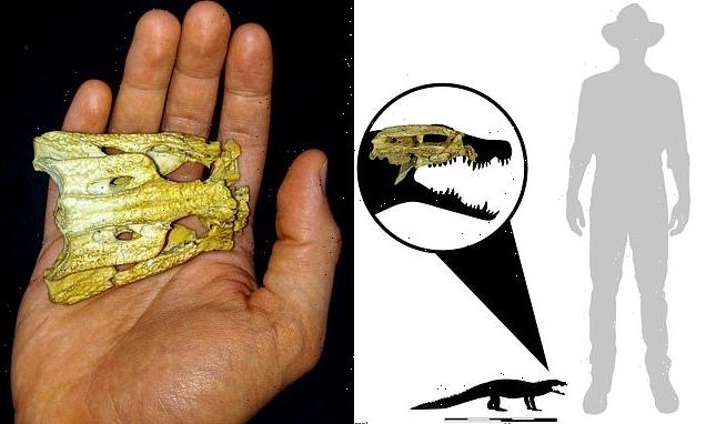 Miniature crocodile roamed Queensland 13.5 million years ago