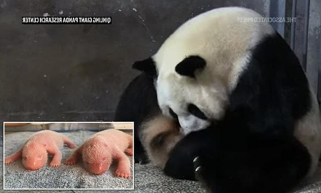 Moment a giant panda gives birth to twins at a China breeding center