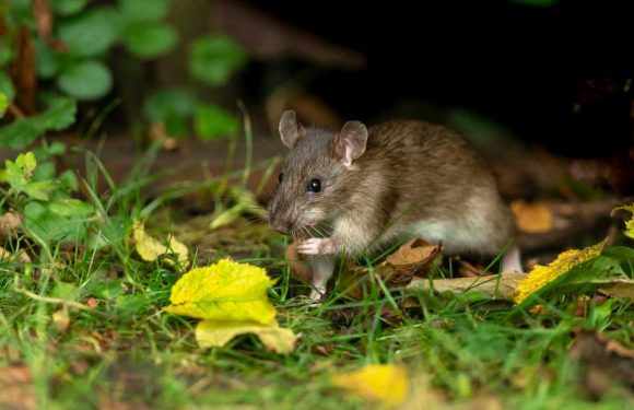 Mrs Hinch fans go wild over a 98p trick to deter rats from your garden – they will avoid it like the plague | The Sun