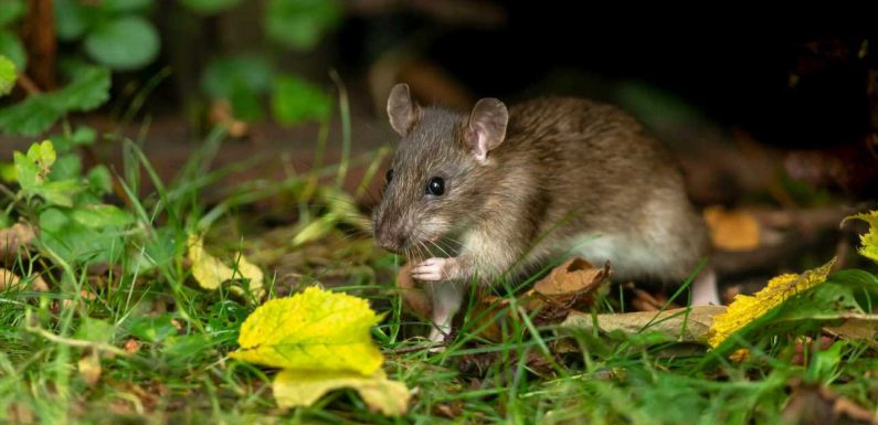 Mrs Hinch fans go wild over a 98p trick to deter rats from your garden – they will avoid it like the plague | The Sun