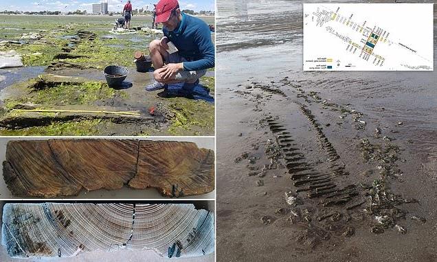 Scientists say a shipwreck off Patagonia is a long-lost 1850s whaler