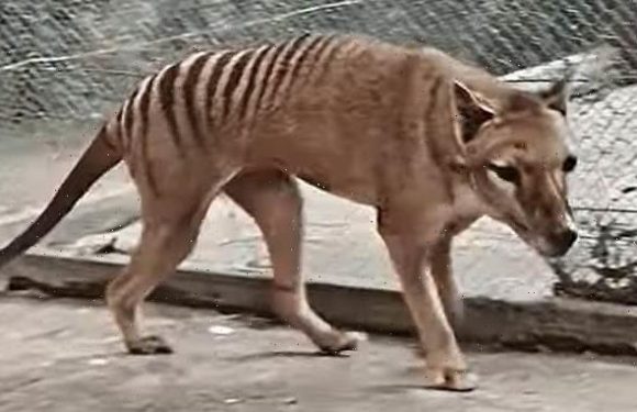 Scientists to bring back Tasmanian Tiger 100 years after extinction