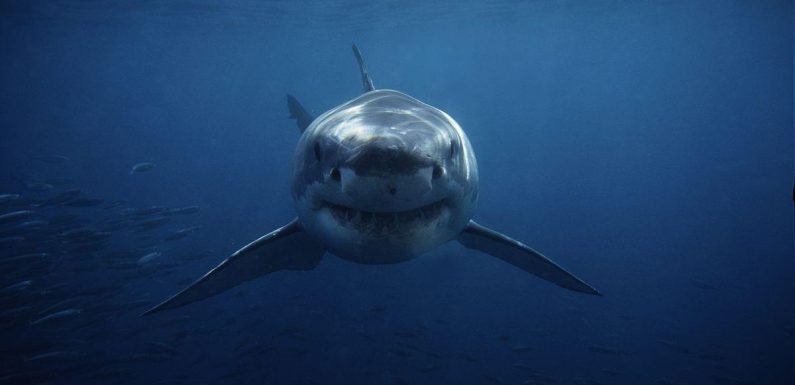Sharks can see you in the water but you can’ see them, warns expert