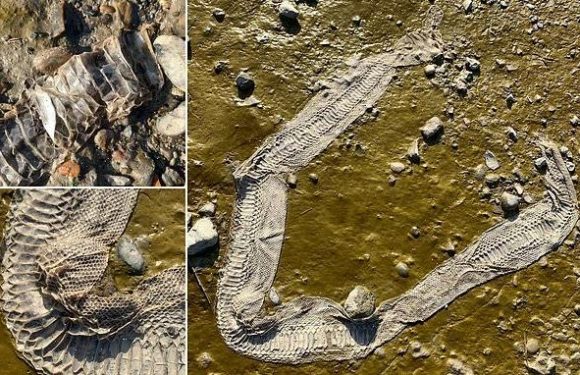 Snake skin on the Thames may have been left by a Boa constrictor