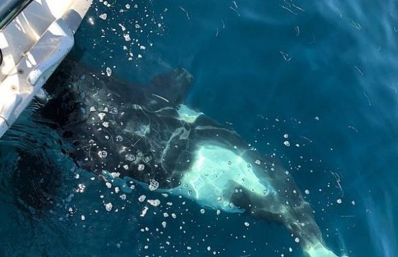Teenage orcas are attacking sailboats off the coast of Europe