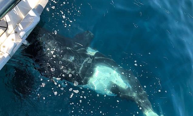 Teenage orcas are attacking sailboats off the coast of Europe