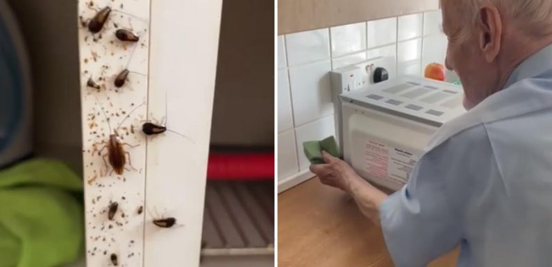 Watch disgusting moment COCKROACH infestation takes over 97-year-old OAP's flat – and he can't get rid of them | The Sun