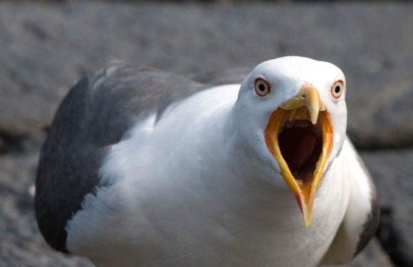 Wetherspoons buy falcon and install shrieking alarm to stop seagull attacks