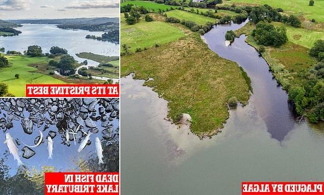 What's really made Windermere look like a sewer, asks ROBERT HARDMAN