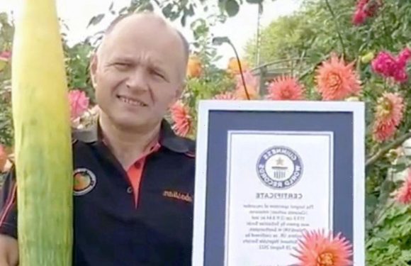 World’s longest cucumber record smashed by green fingered gardener in UK